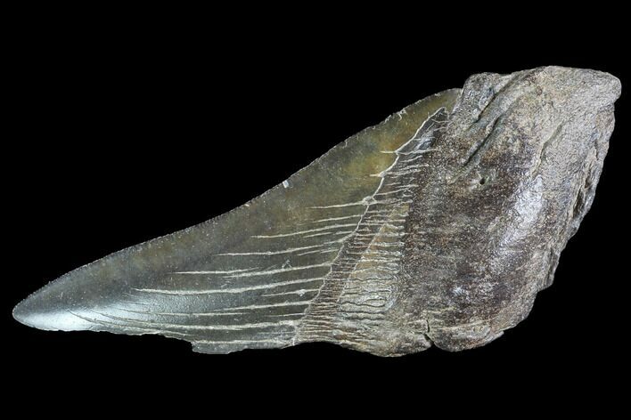 Partial Fossil Megalodon Tooth #89425
